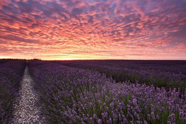 Champ de lavande au coucher du soleil