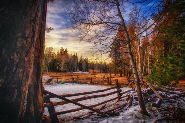 Noche de invierno en el bosque cerca