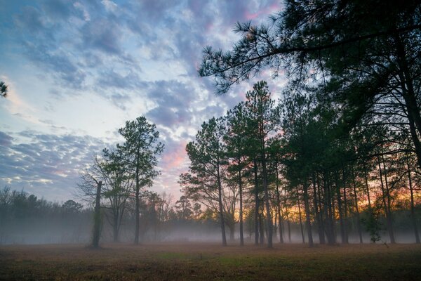 Bosque de niebla al amanecer