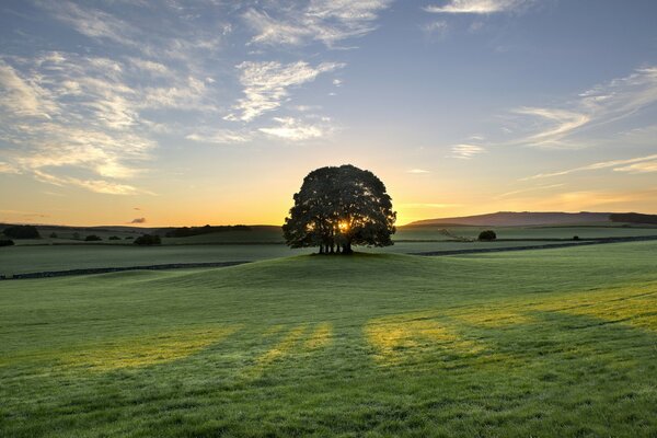 Árbol solitario en el Prado al amanecer