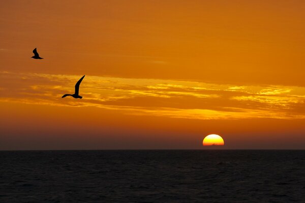 Atardecer. Amanecer. Naturaleza. Ave