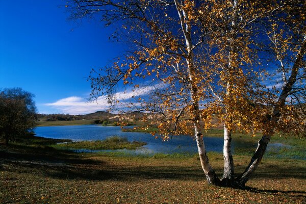 Tre betulle e un fiume blu