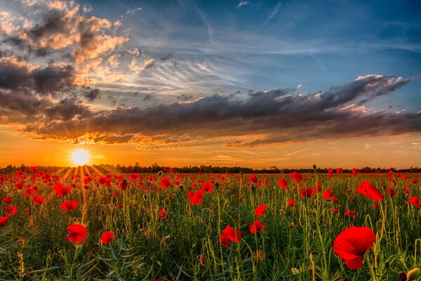 Champ de pavot au coucher du soleil