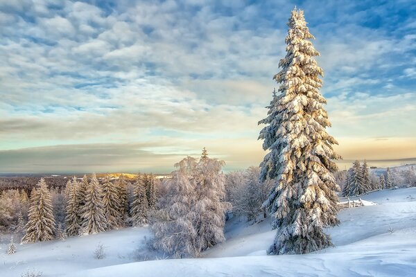 Winterlandschaft von schneebedeckten Tannen