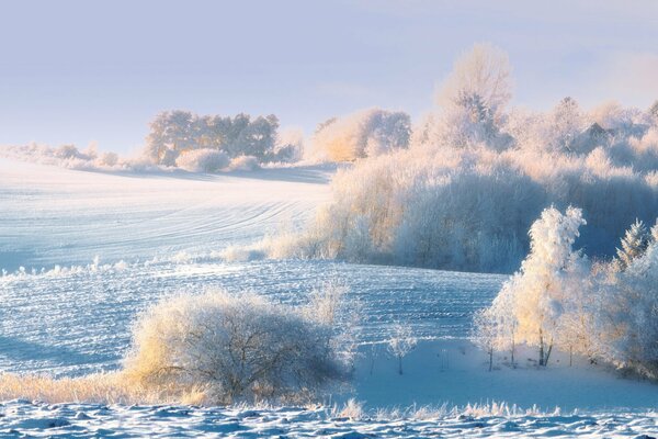 Sky. Winter. Snow. forest