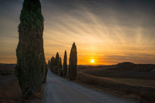 Cyprès italiens au coucher du soleil du soir