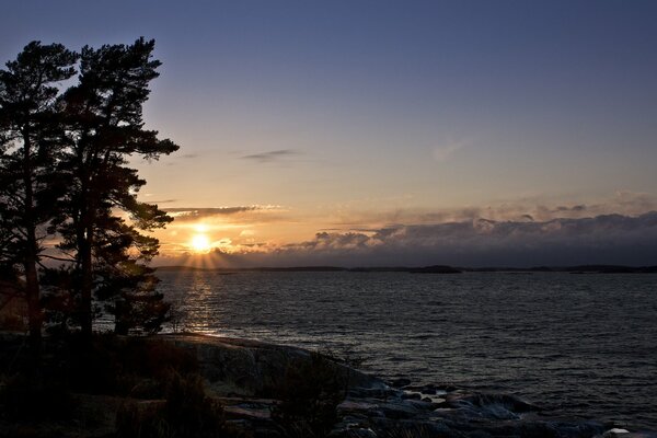 Coucher du soleil. Paysage marin avec des pins