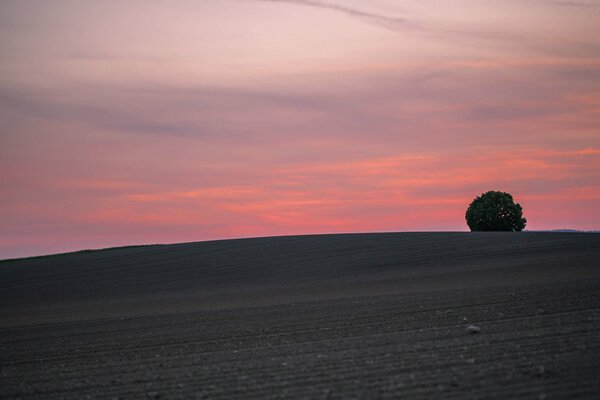 Árbol solitario en una colina al atardecer