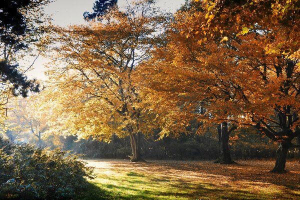 Parc automne feuilles jaunes