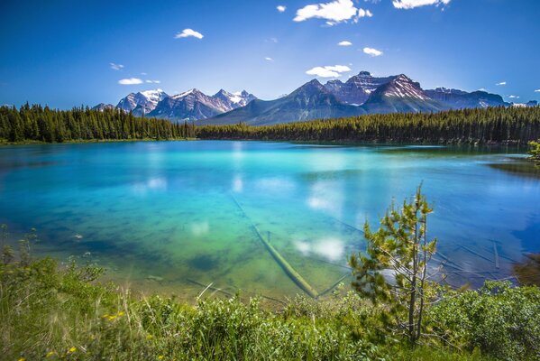 Ghost lake on the background of forest and mountains