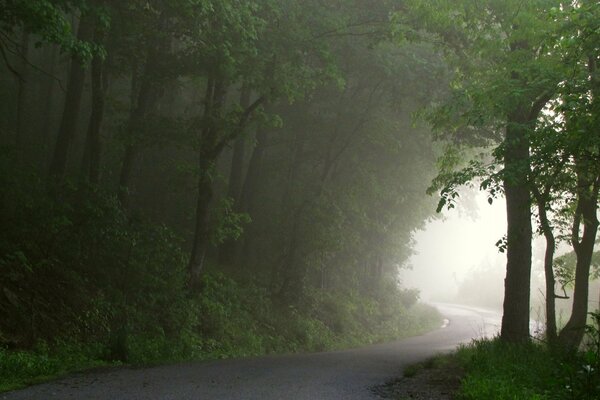 Niebla de la mañana en el bosque