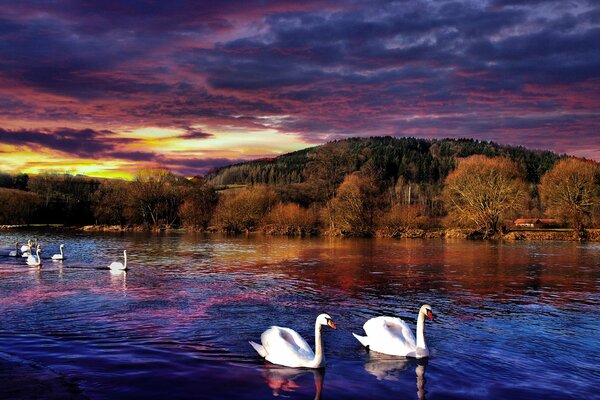 Cygnes sur la rivière au coucher du soleil