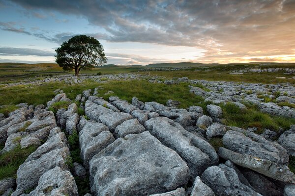 Il paesaggio nel campo è costituito da rocce, alberi e tramonto