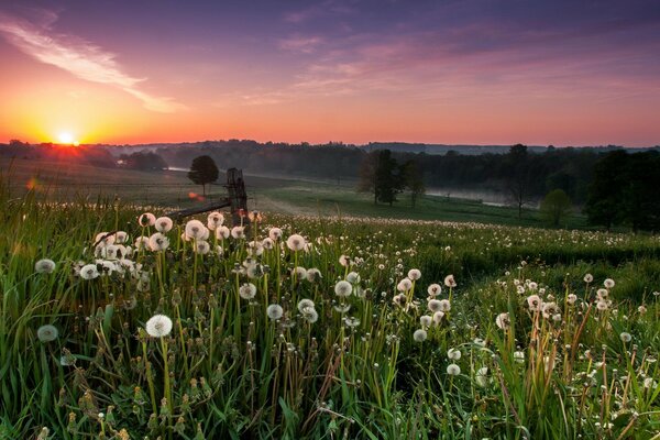 Lots of dandelions in the sunset light