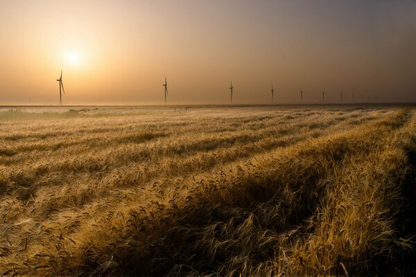A field of plants under the sun. Windmills are located in the distance