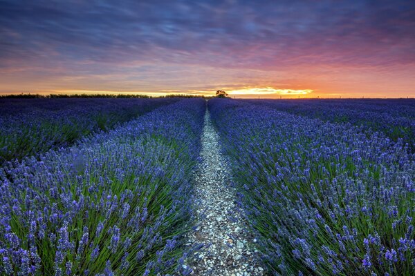 Sommer Sonnenuntergang über einem Lavendelfeld