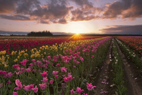 Pole tulipanów na tle ogrodu