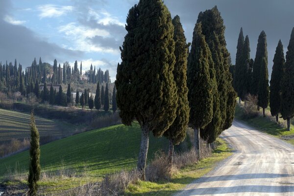 Amazing Italian Tuscany. Trees along the road