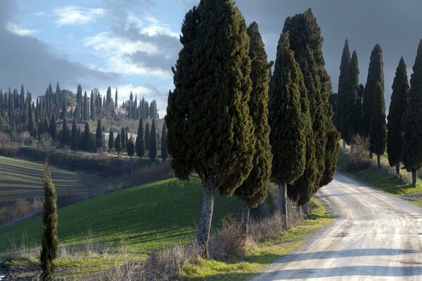 Niesamowita włoska Toskania. Drzewa wzdłuż drogi