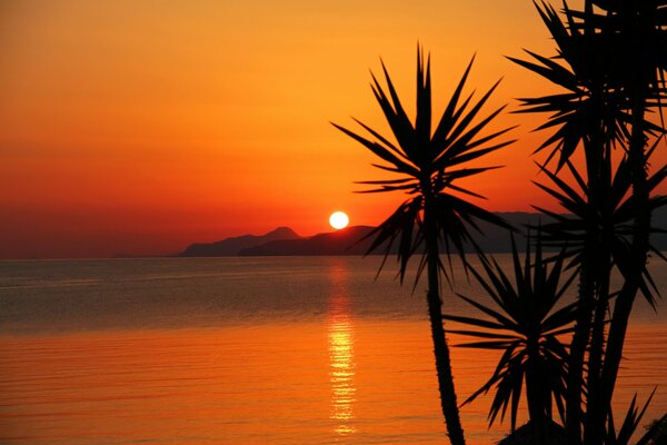 Die Palmen werden vor dem Hintergrund des Sonnenuntergangs silutiert