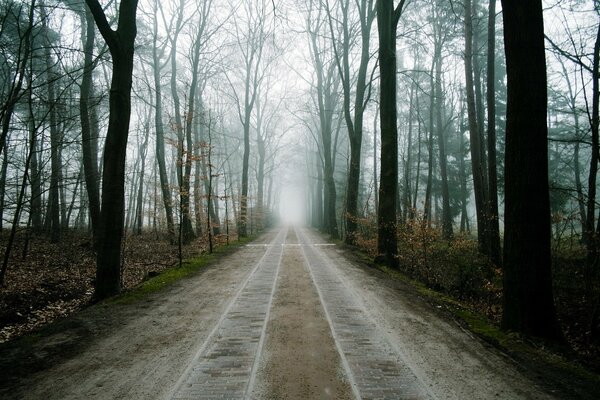 Sentiero nella foresta nebbiosa che conduce il vuoto