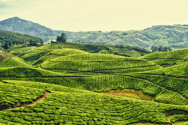 Plantación de té entre las colinas