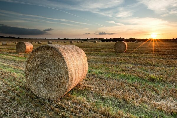 Hay gathered in sheaves in the field