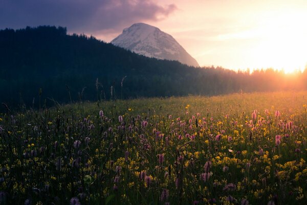 Hermoso paisaje de la mañana. Campo, flores y montañas