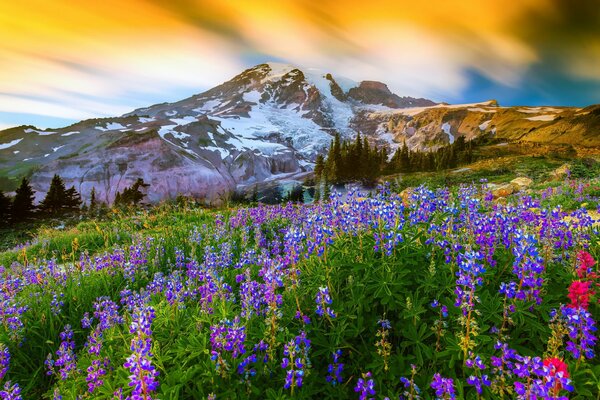 Jasne łubiny kwitną w pobliżu wulkanu Mount Rainier