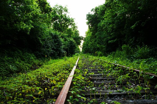 Bosque y hermoso camino de verano