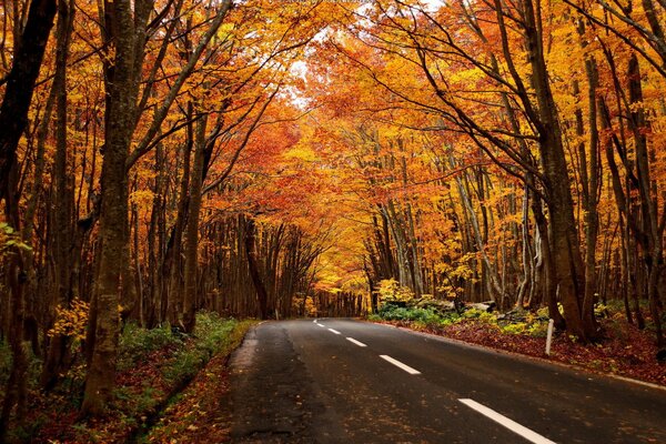 Paysage d automne sur le chemin de la forêt