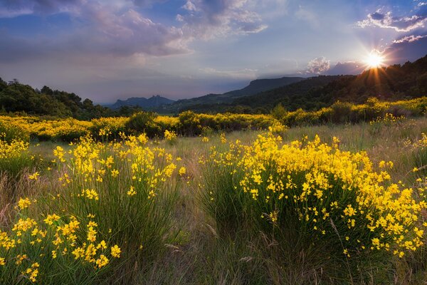 Landschaft mit gelben Blumen im Feld