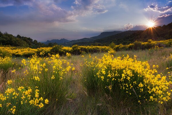 Пейзаж с желтыми цветами в поле
