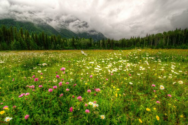 Campo de flores. Bosque y cielo nublado