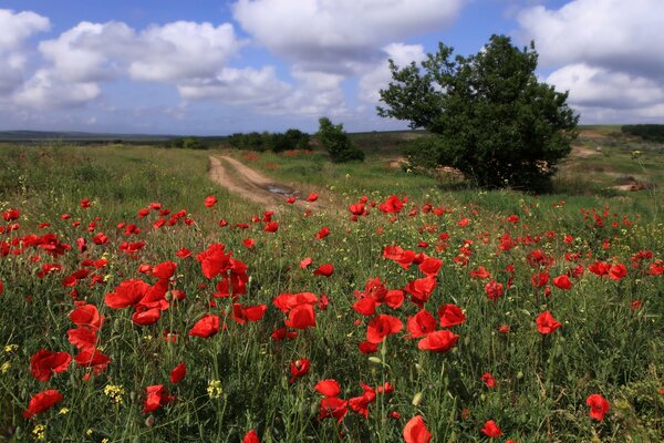 Field with poppies dear taman