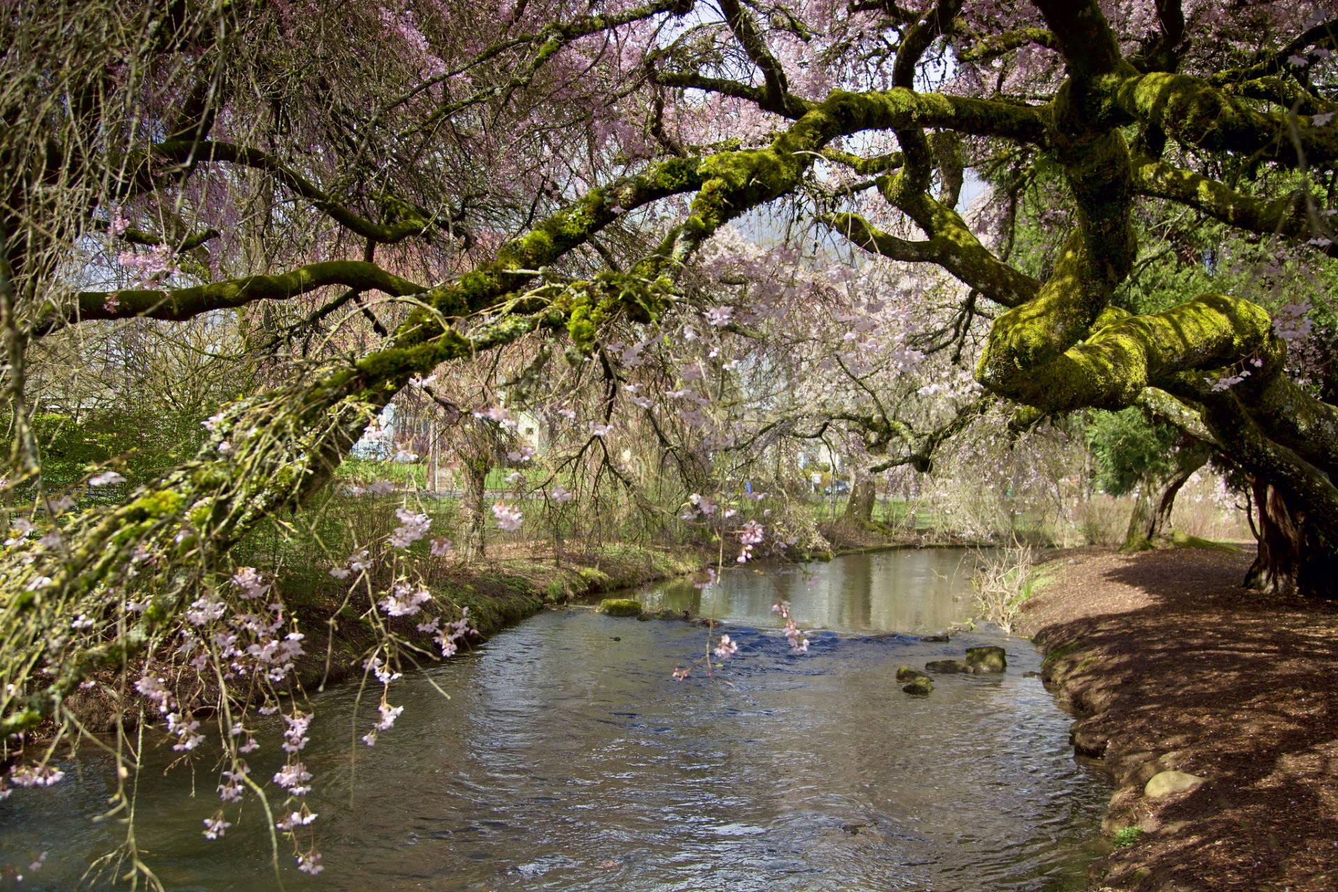 frühling blüte park bach baum zweige