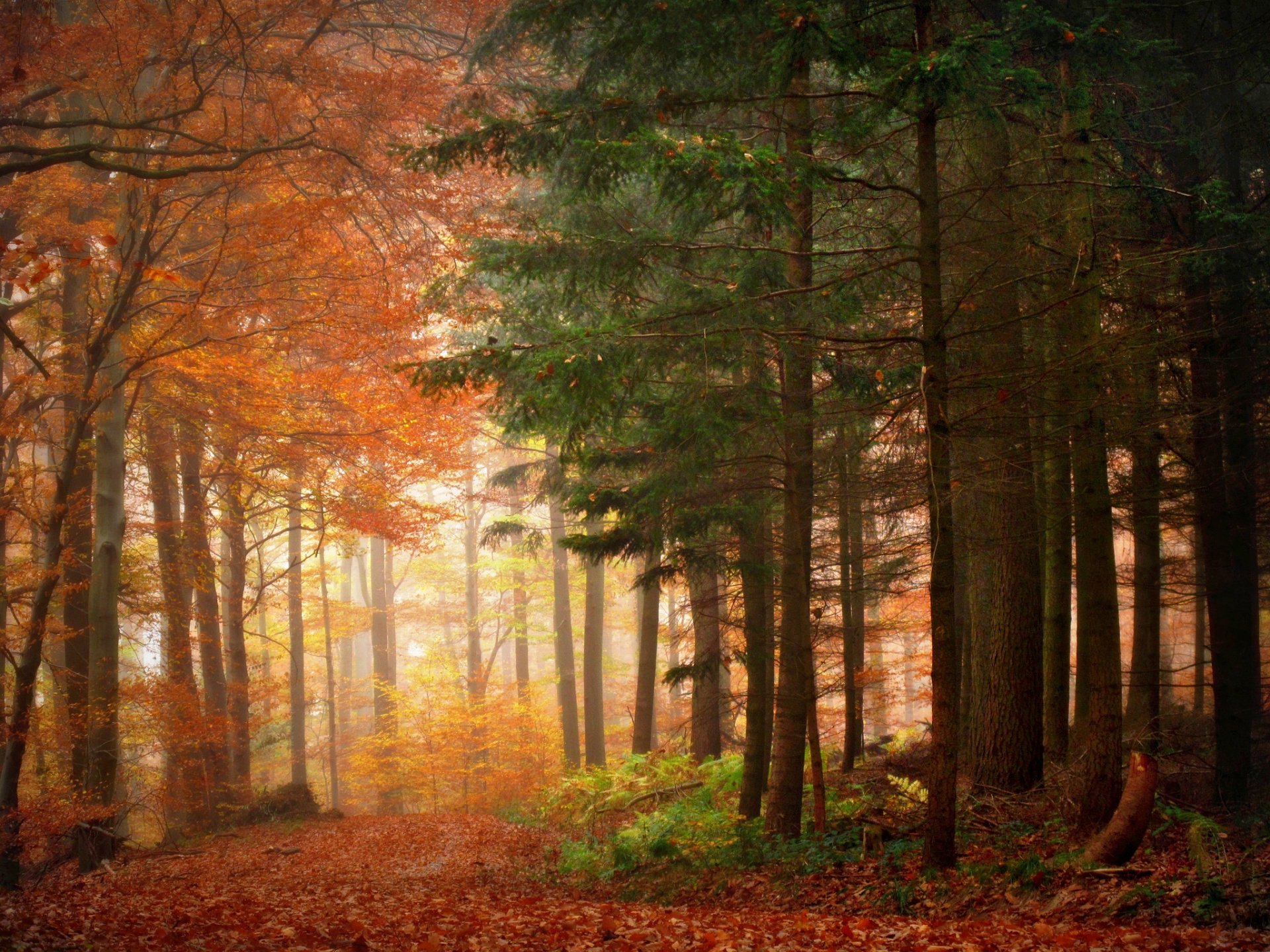 forêt arbres nature beauté automne matin