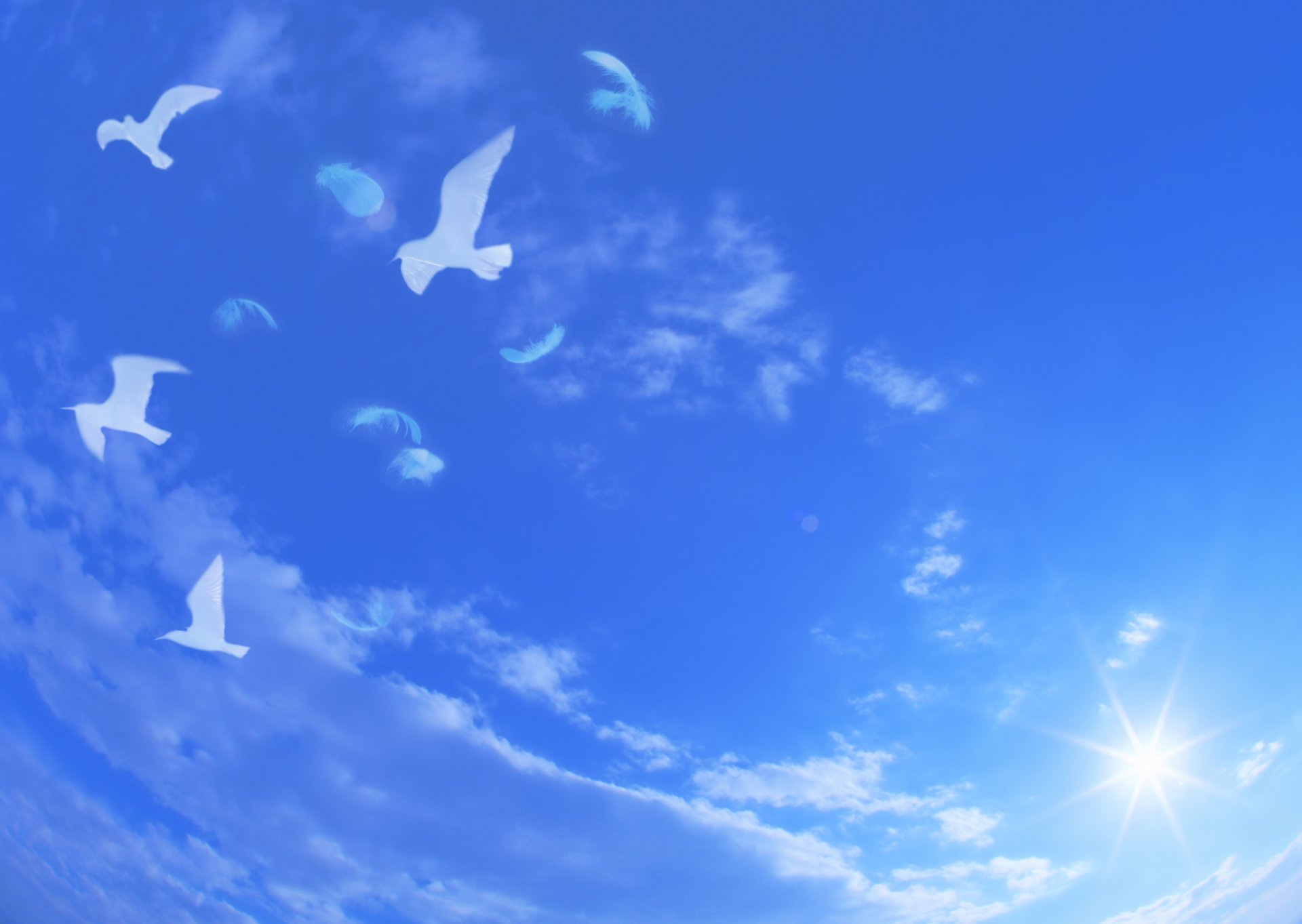 landscape sky blue clouds pigeons white flight feather