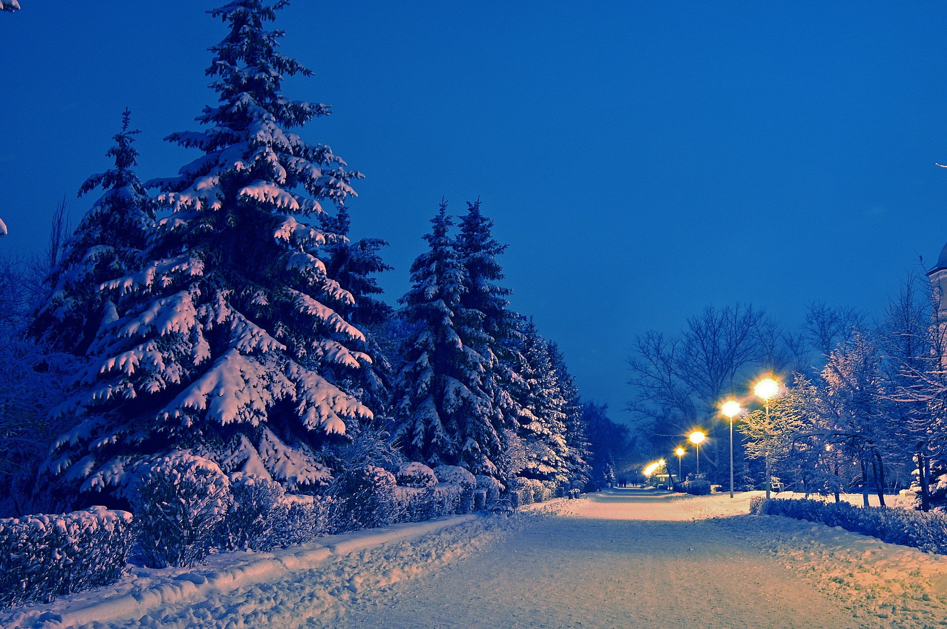 paisaje invierno nieve abeto callejón parque noche linternas carretera