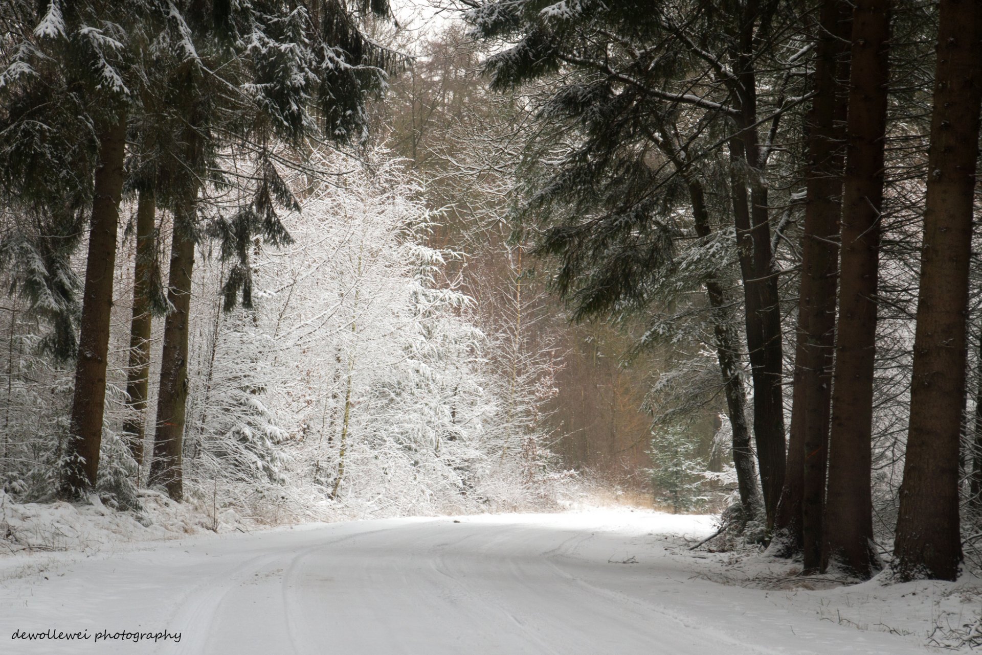 dewollewei wald winter kiefer straße schnee