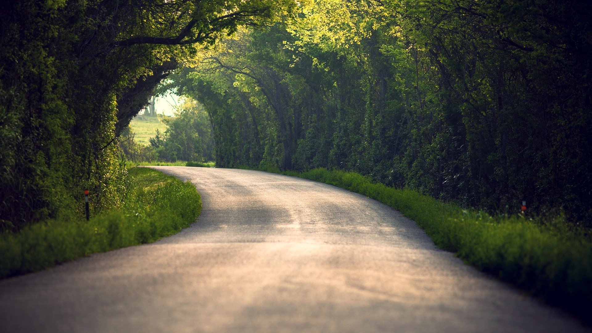 natura strada alberi foglie estate