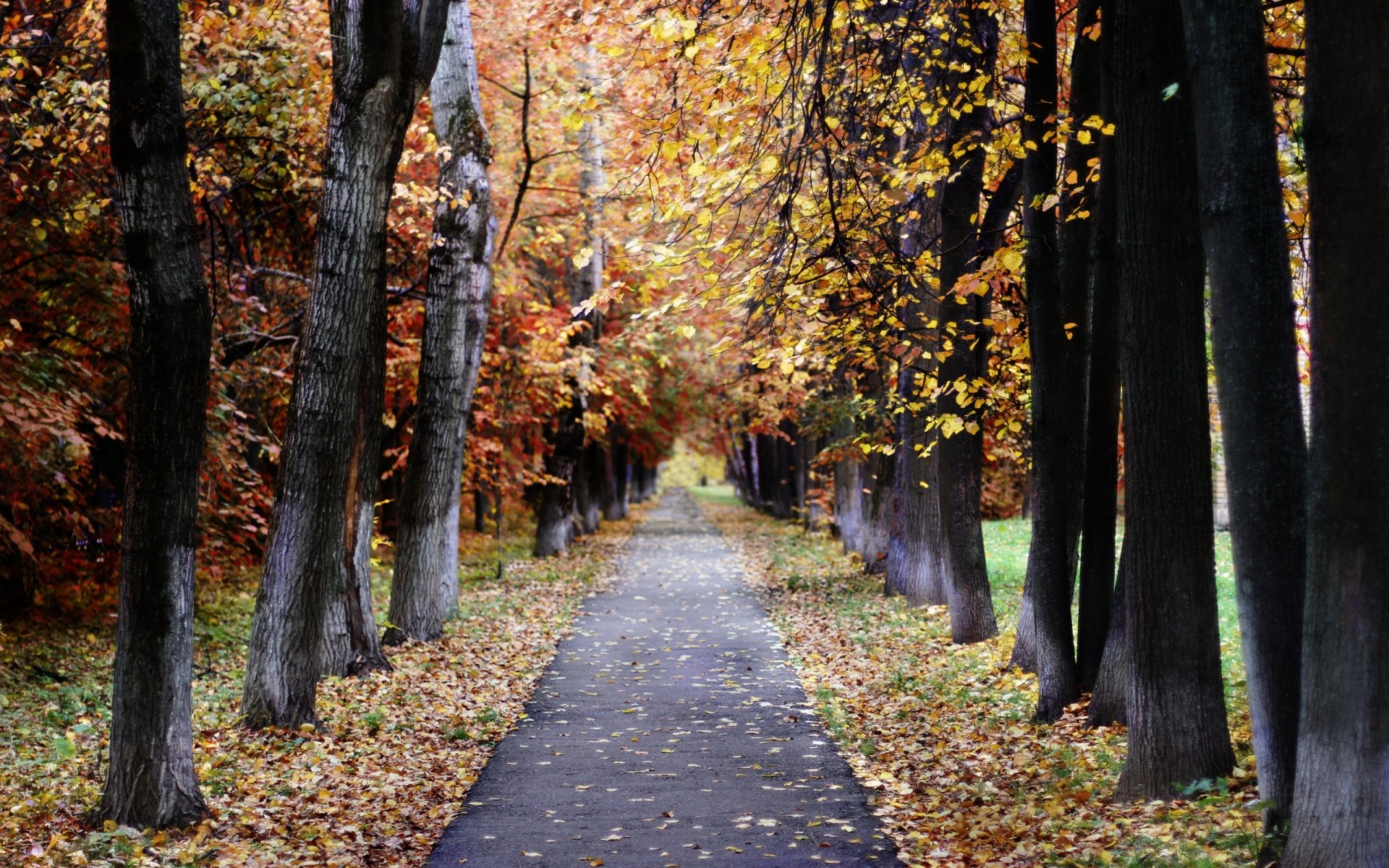 landscape nature autumn moscow