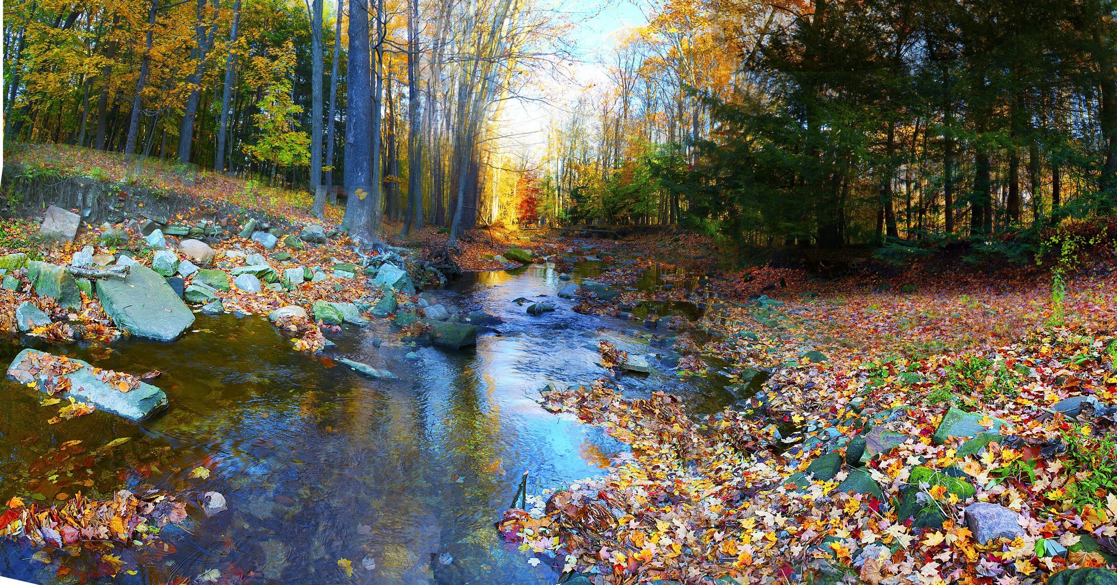 automne forêt arbres multicolore feuillage rivière pierres