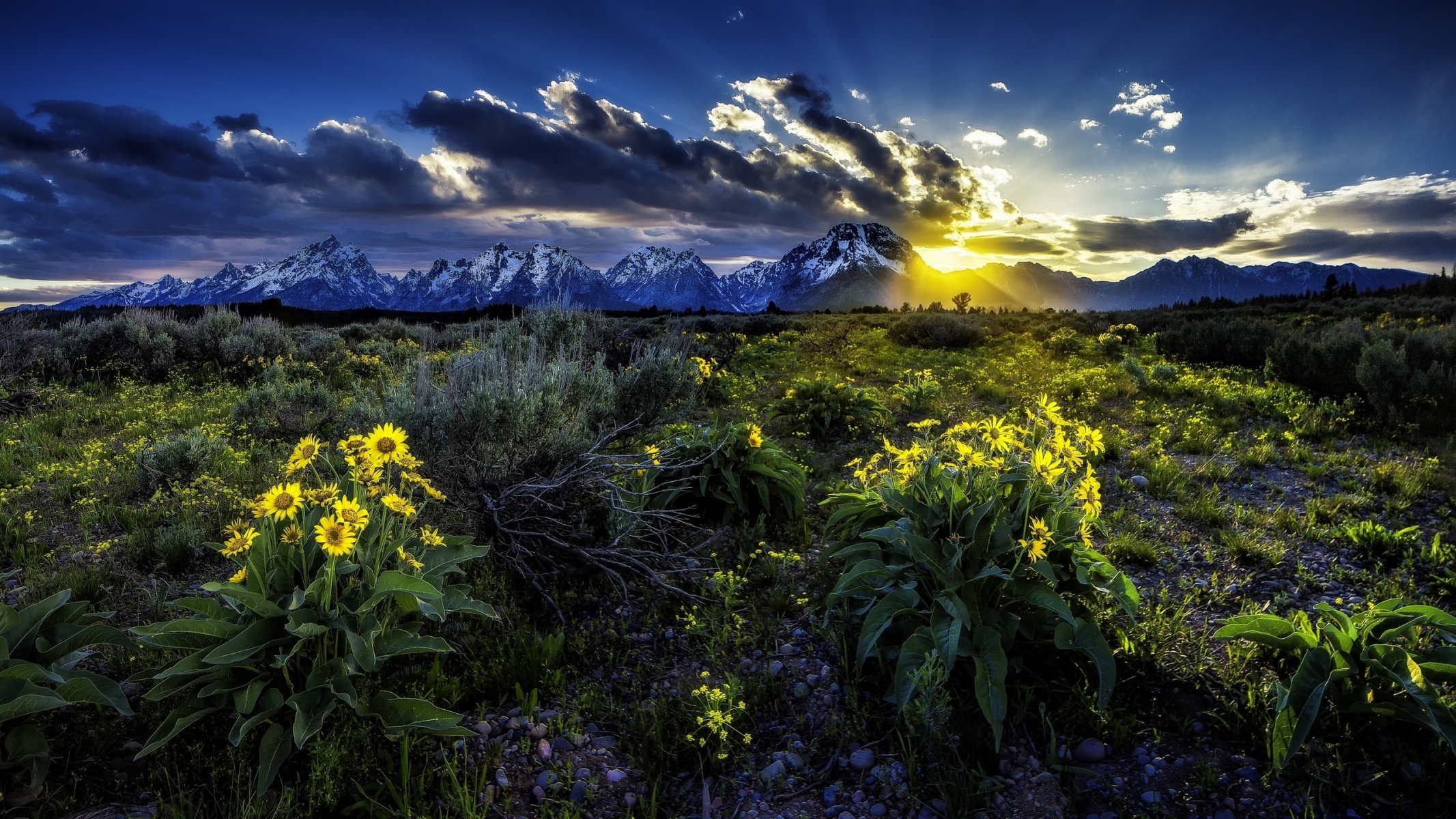 rocky mountains grand teton national park wyoming grand teton wiese blumen balsamoriza sonnenaufgang sonnenaufgang