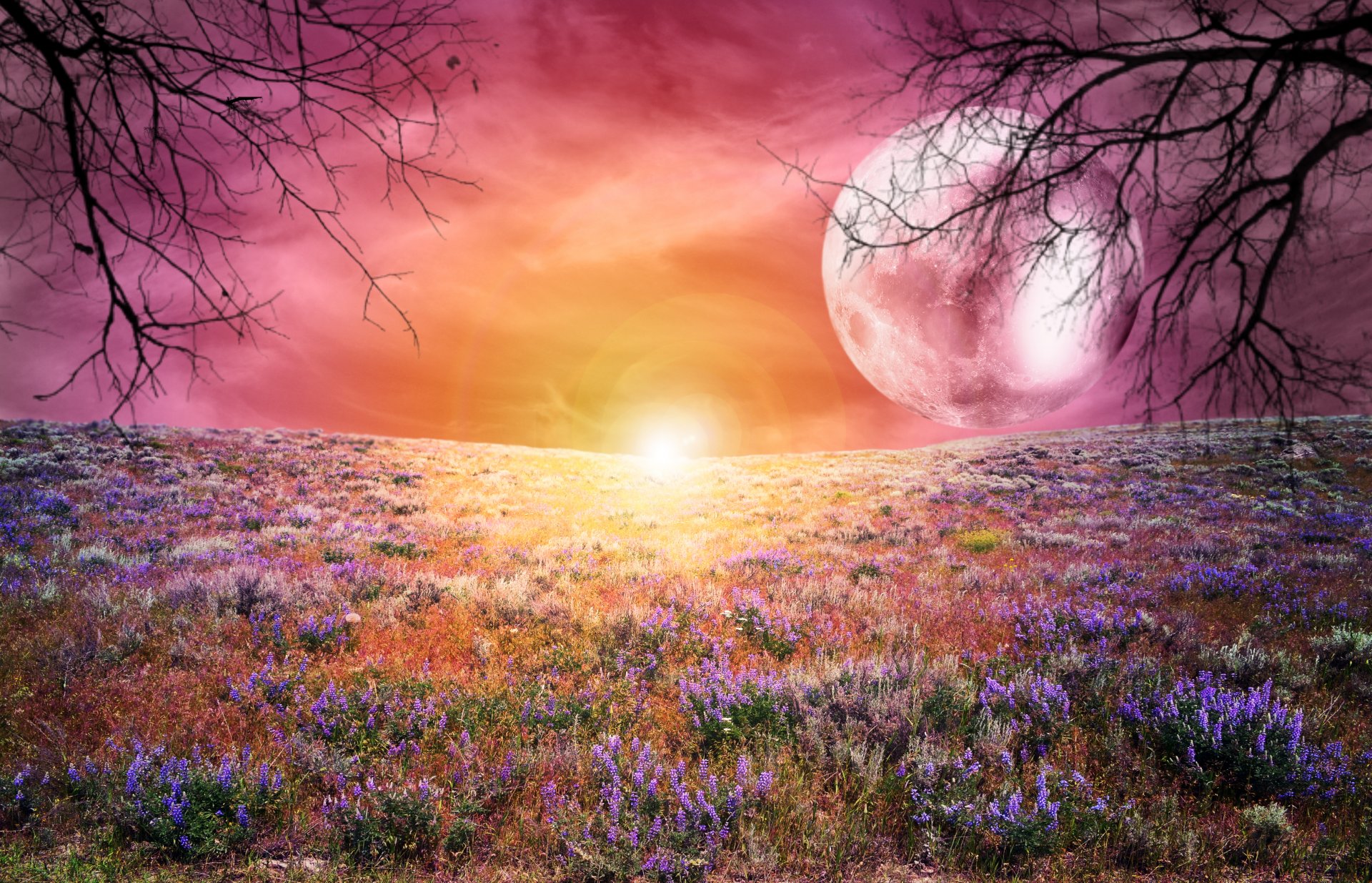 paysage champ fleurs coucher de soleil arbres lune grand ciel