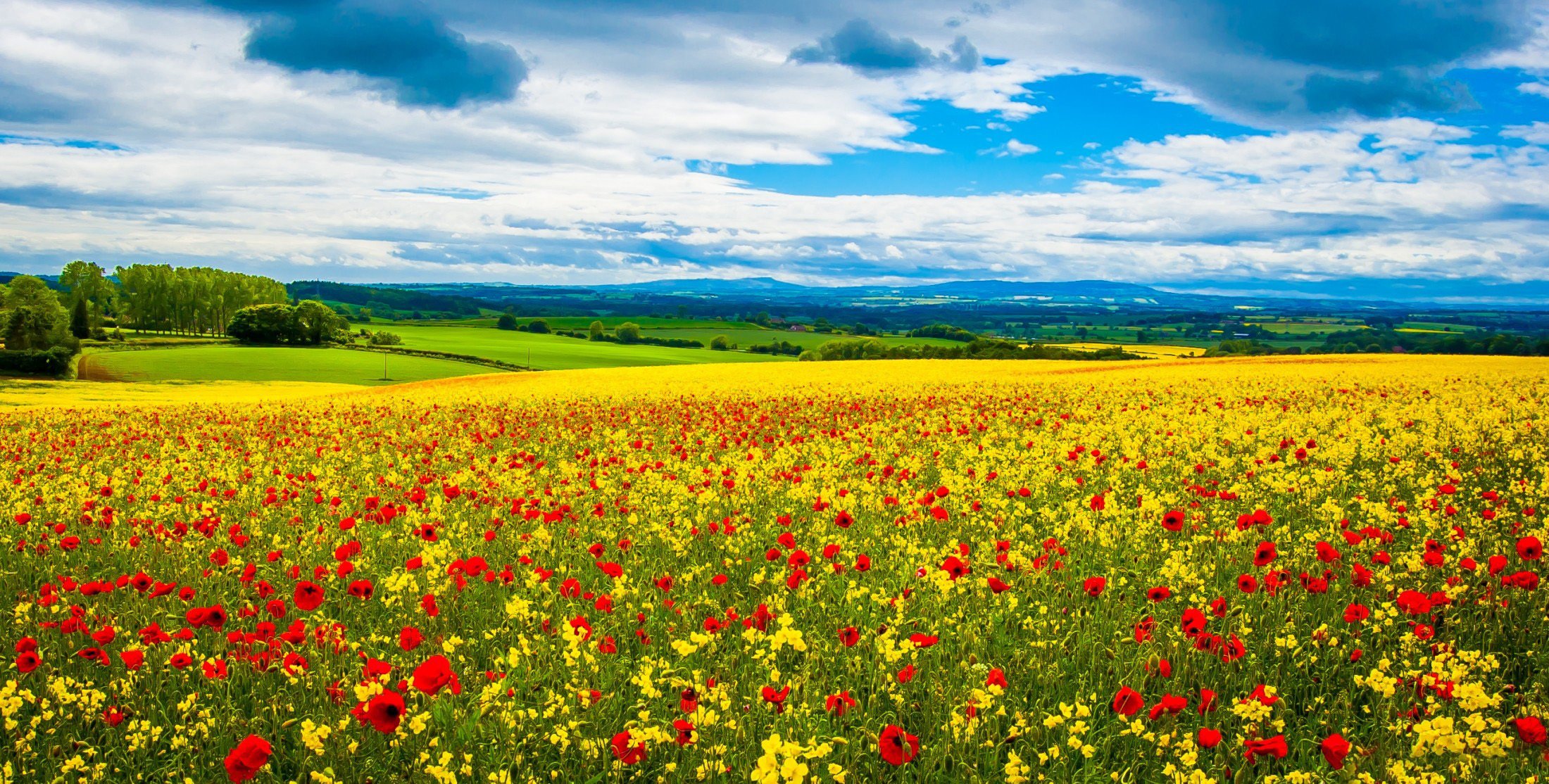 campo prado horizonte distancia flores rojo amapola narciso colinas cielo nubes