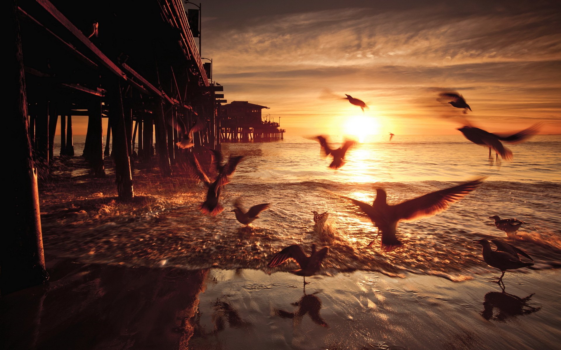 puesta de sol aves puente estados unidos california santa mónica