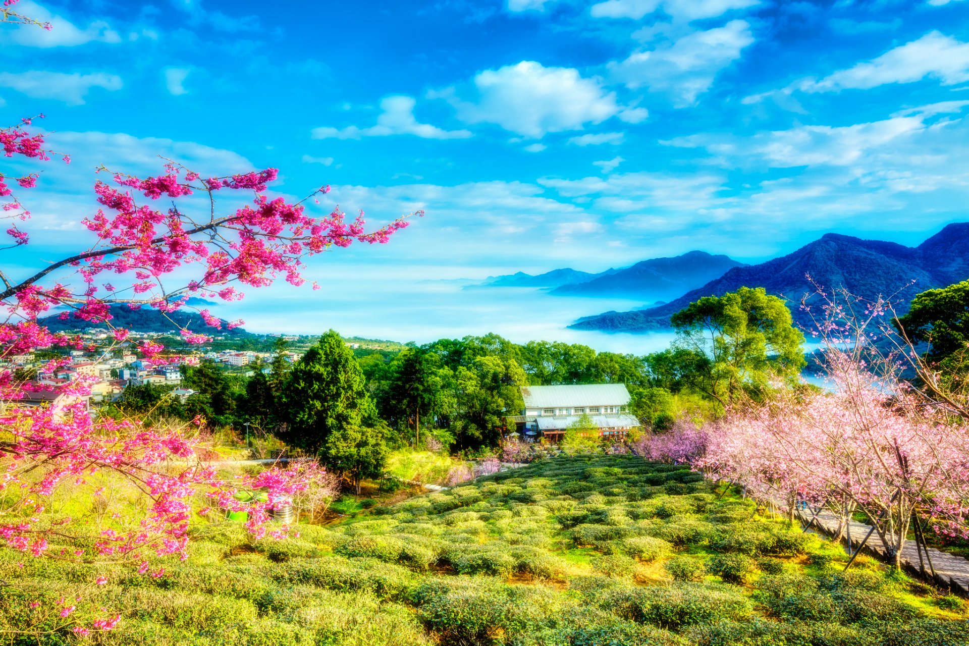 taiwan cina primavera sakura alberi fiori verde montagne nuvole cielo paesaggio