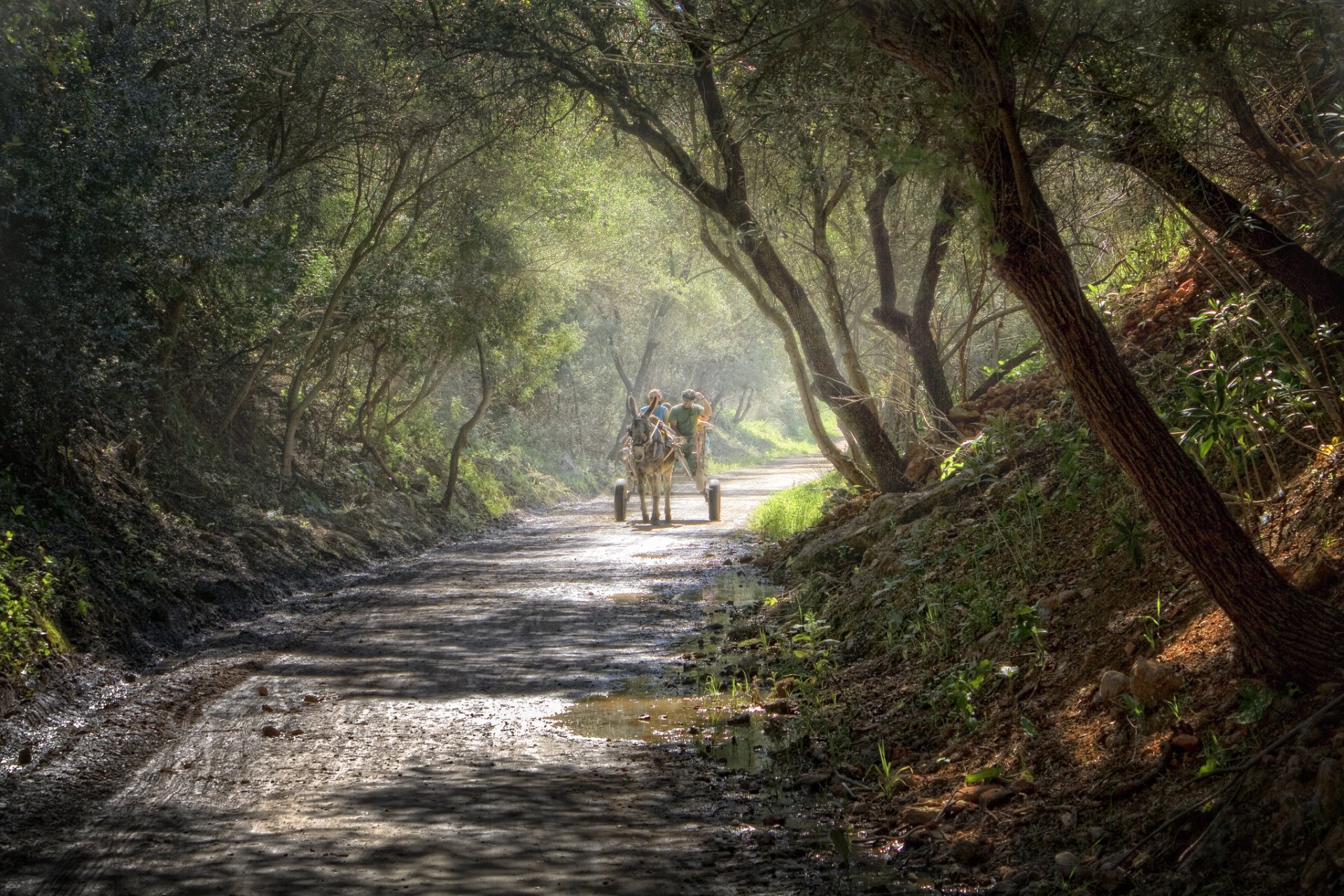 forest road wagon donkey after the rain