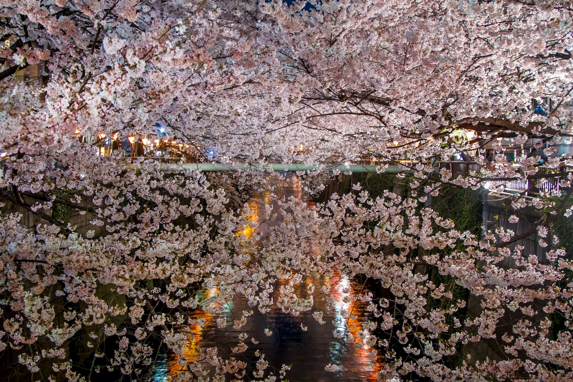 pring bloom sakura branches flower lake night lighting